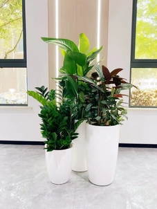 热词揭秘！宁波鄞州花木租赁哪家更出众？